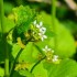 Aliaire officinale