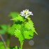 Aliaire officinale