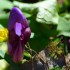 Fleur