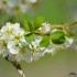 Fleurs de cerisier