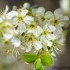 Fleurs de cerisier