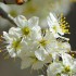 Fleurs de cerisier