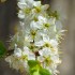 Fleurs de cerisier