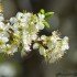 Fleurs de cerisier