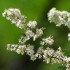 Fleurs de cerisier