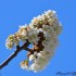 Fleurs de cerisier
