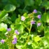 Cardamine à feuilles de radis