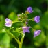 Cardamine à feuilles de radis