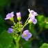 Cardamine à feuilles de radis