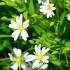 Stellaires Holostées