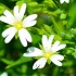 Stellaires Holostées