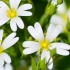 Stellaires Holostées