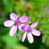 Erodium circutarium