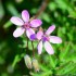 Erodium circutarium