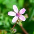 Erodium circutarium