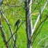 Oiseau