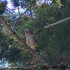 Oiseau