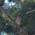 Oiseau