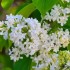 Lilas