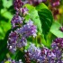 Lilas
