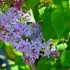 Lilas