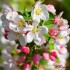 Fleurs