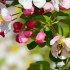 Fleurs