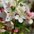 Fleurs