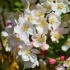 Fleurs