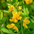 Chélidoine ou Herbe aux verru