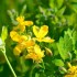 Chélidoine ou Herbe aux verru