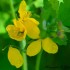 Chélidoine ou Herbe aux verru