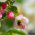 Abeilles et bourdons