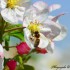 Abeilles et bourdons