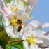 Abeilles et bourdons