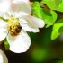 Abeilles et bourdons