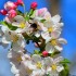 Abeilles et bourdons