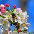 Abeilles et bourdons