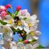 Abeilles et bourdons