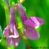 Vicia sativa