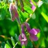 Vicia sativa