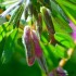 Vicia sativa