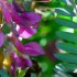Vicia sativa