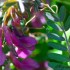 Vicia sativa
