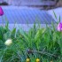 Tulipes