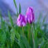 Tulipes