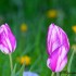 Tulipes