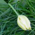 Tulipes