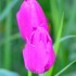 Tulipes