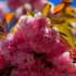 Cerisier à fleurs du Japon